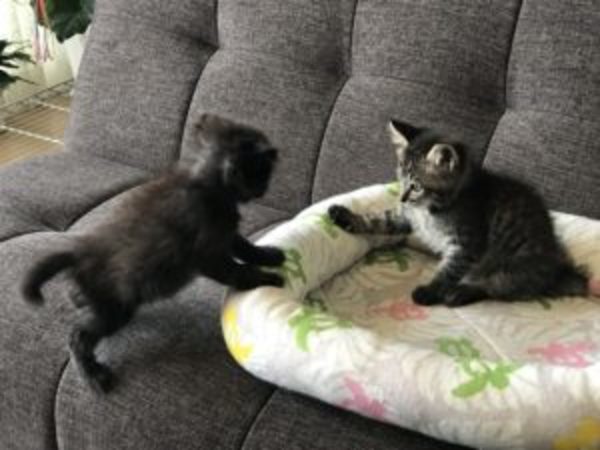 ネコでかくなった！