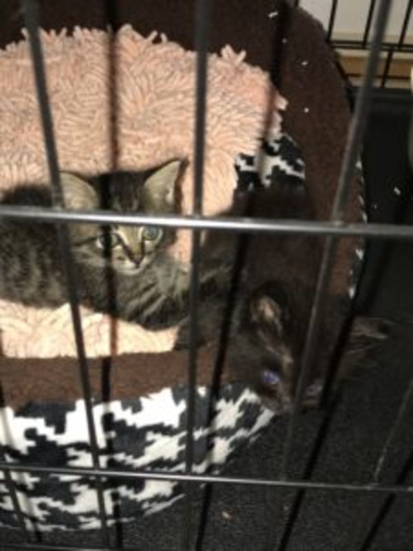 ねこ！ちっちゃ！！！